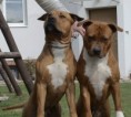 /album/spolecne/bellis-koral-10-03-27-128-orez-jpg/